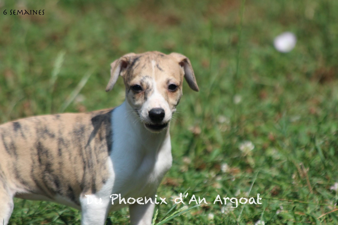 Du Phoenix D'an Argoat - Chiots disponibles - Whippet