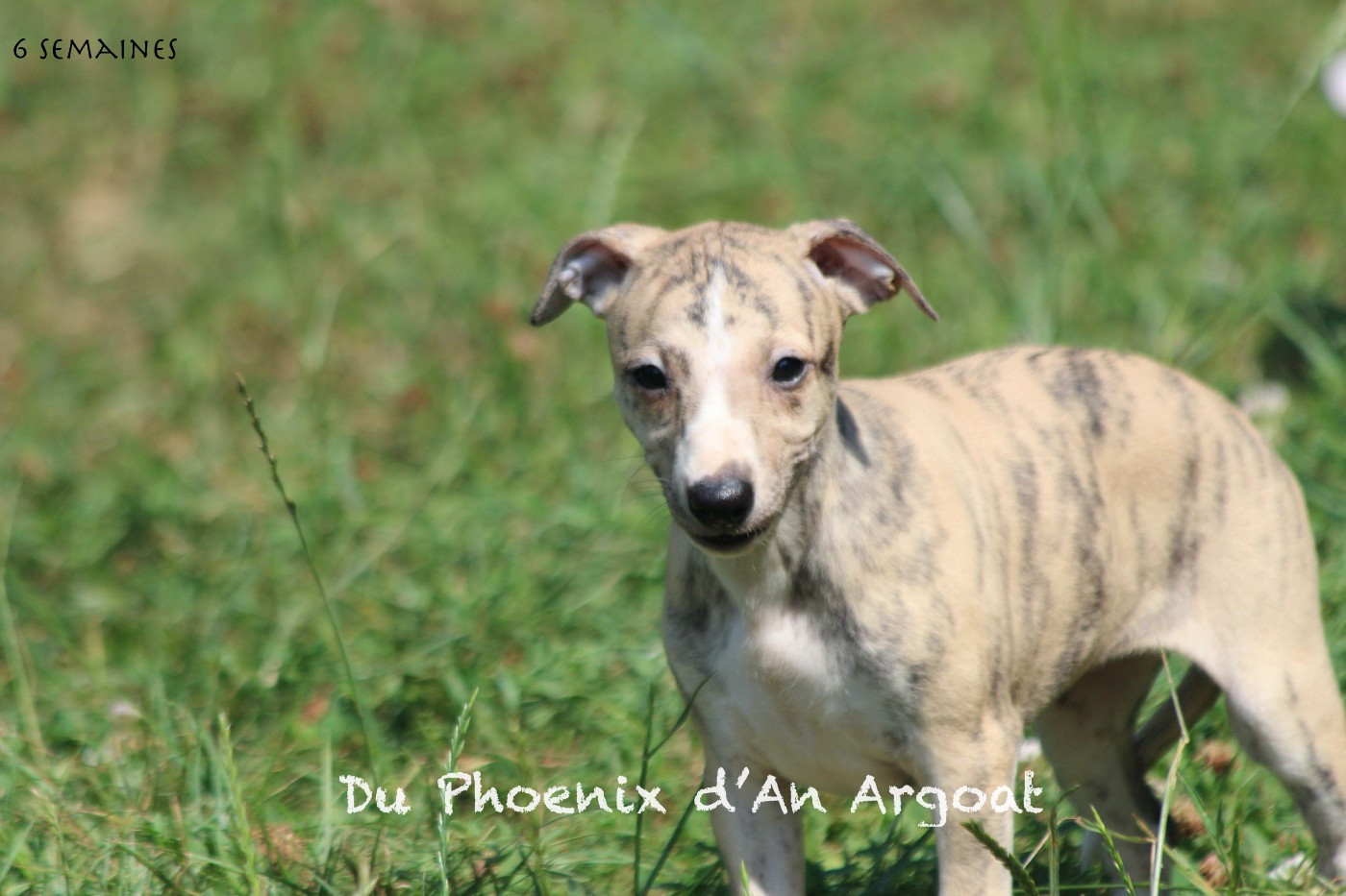 Du Phoenix D'an Argoat - Chiots disponibles - Whippet