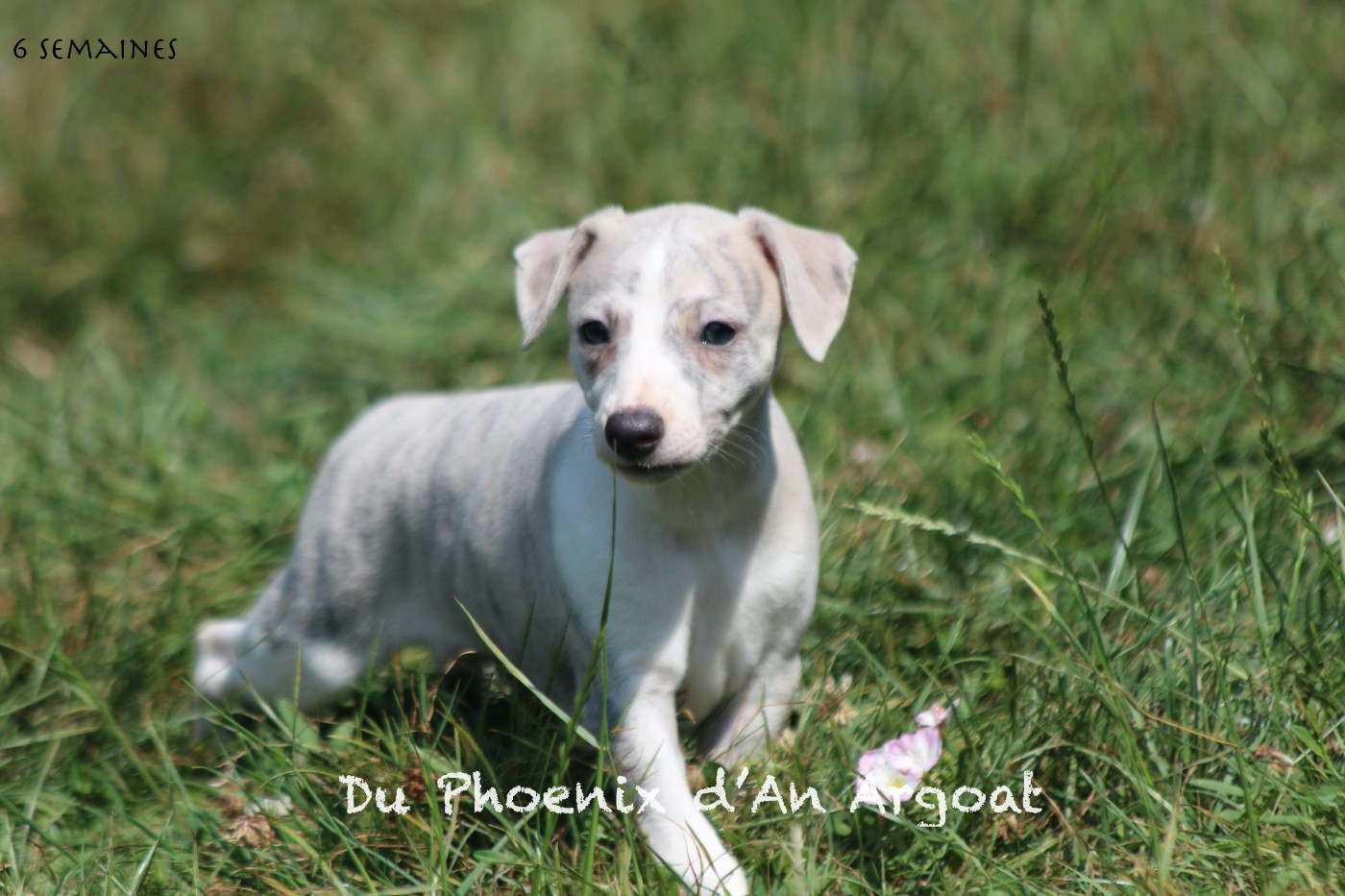 Du Phoenix D'an Argoat - Chiots disponibles - Whippet