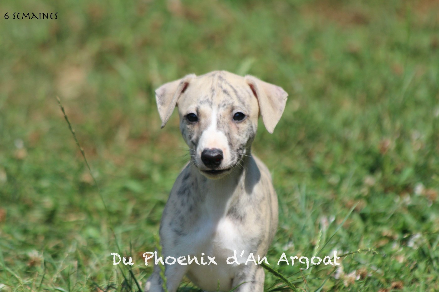Du Phoenix D'an Argoat - Chiots disponibles - Whippet