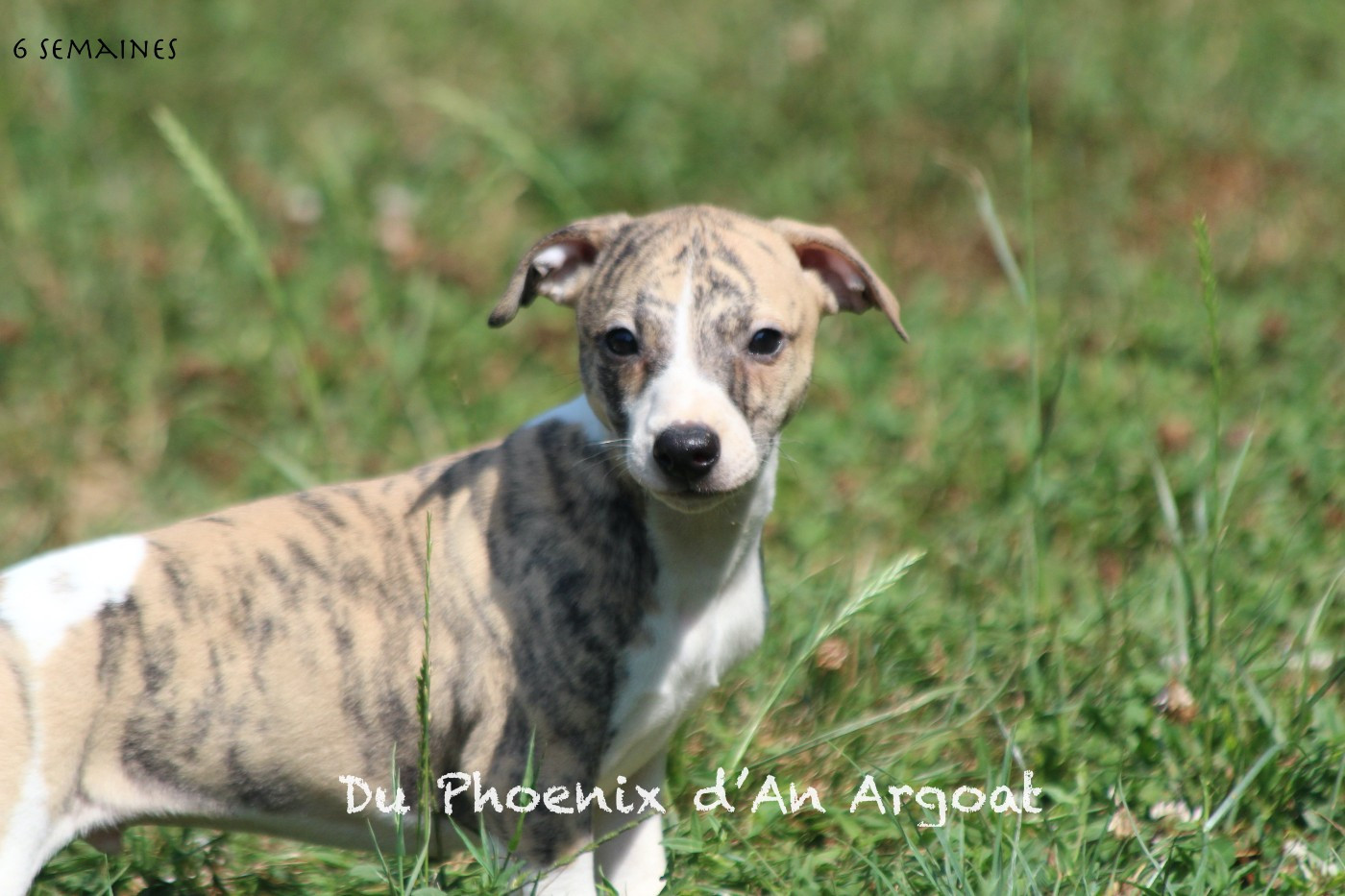 Du Phoenix D'an Argoat - Chiots disponibles - Whippet