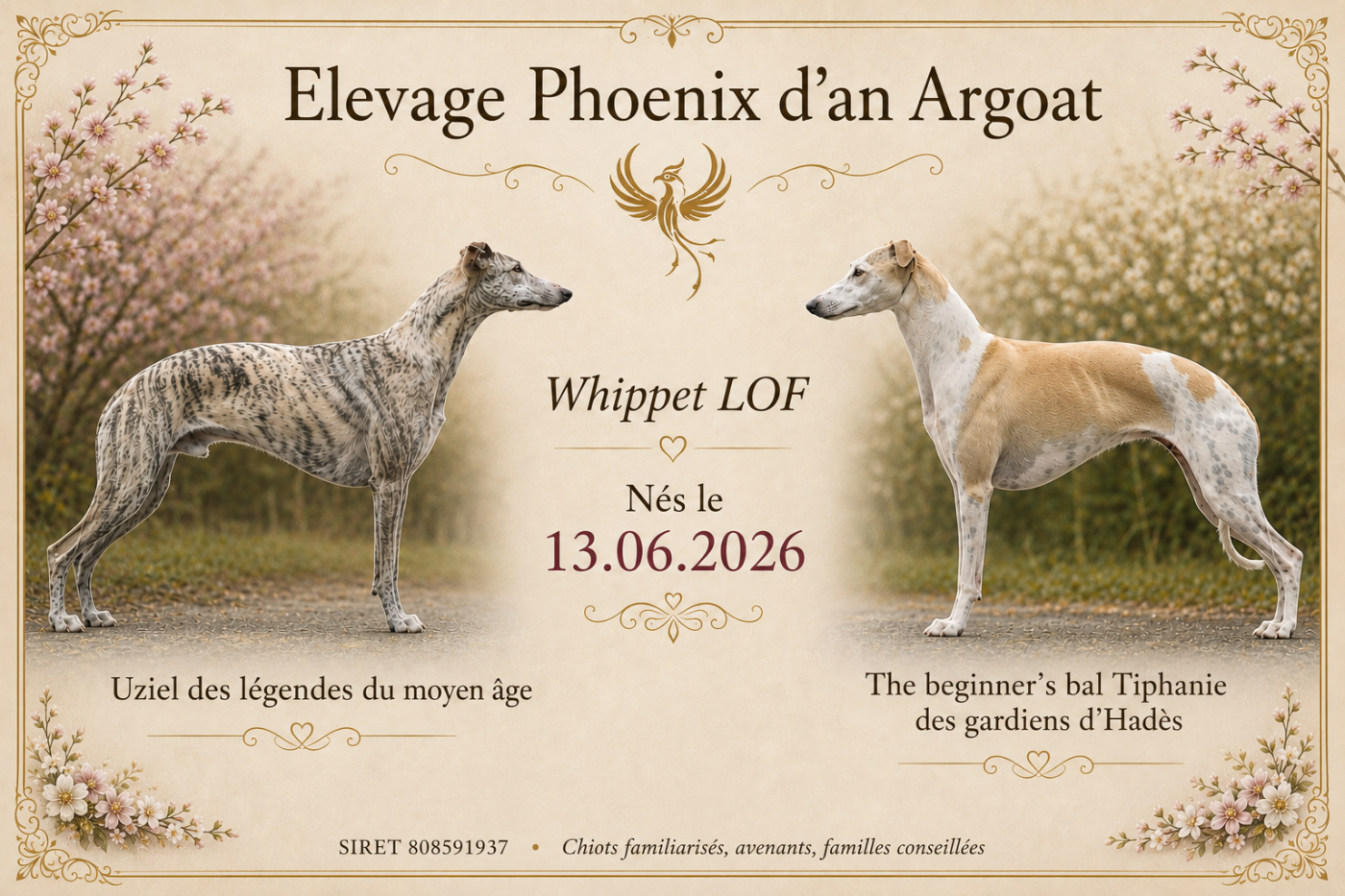 Chiot Whippet Du Phoenix D'an Argoat