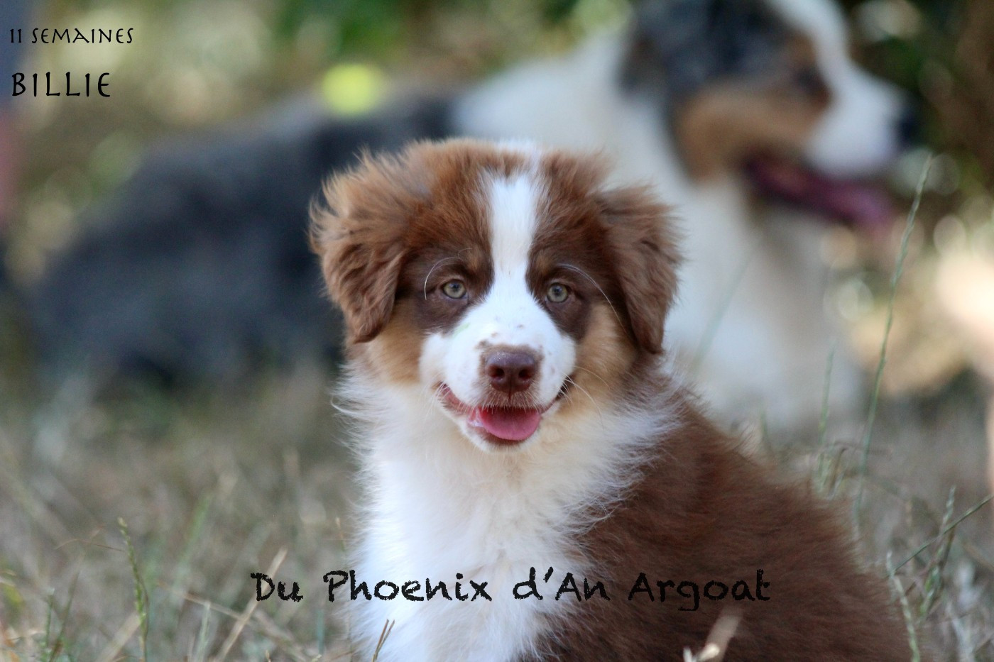 Du Phoenix D'an Argoat - Chiots disponibles - Berger Américain Miniature 
