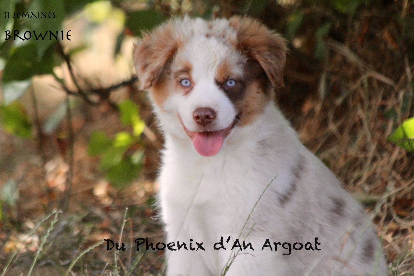Du Phoenix D'an Argoat - Chiots disponibles - Berger Américain Miniature 