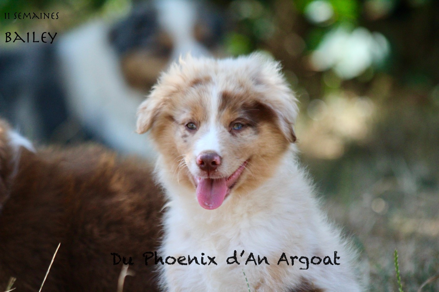 Du Phoenix D'an Argoat - Chiots disponibles - Berger Américain Miniature 