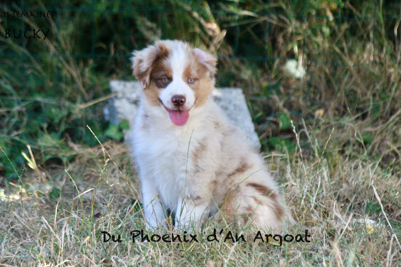 Du Phoenix D'an Argoat - Chiots disponibles - Berger Américain Miniature 