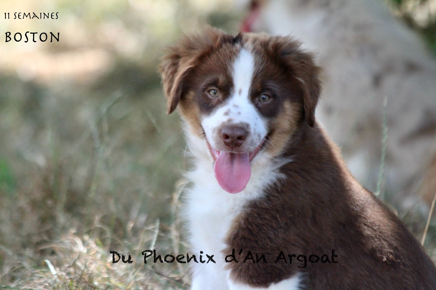 Du Phoenix D'an Argoat - Chiots disponibles - Berger Américain Miniature 