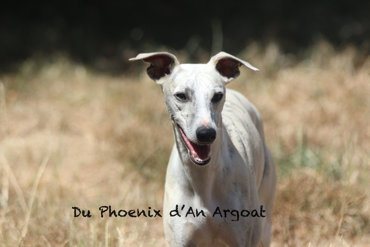 Du Phoenix D'an Argoat - Chiots disponibles - Whippet
