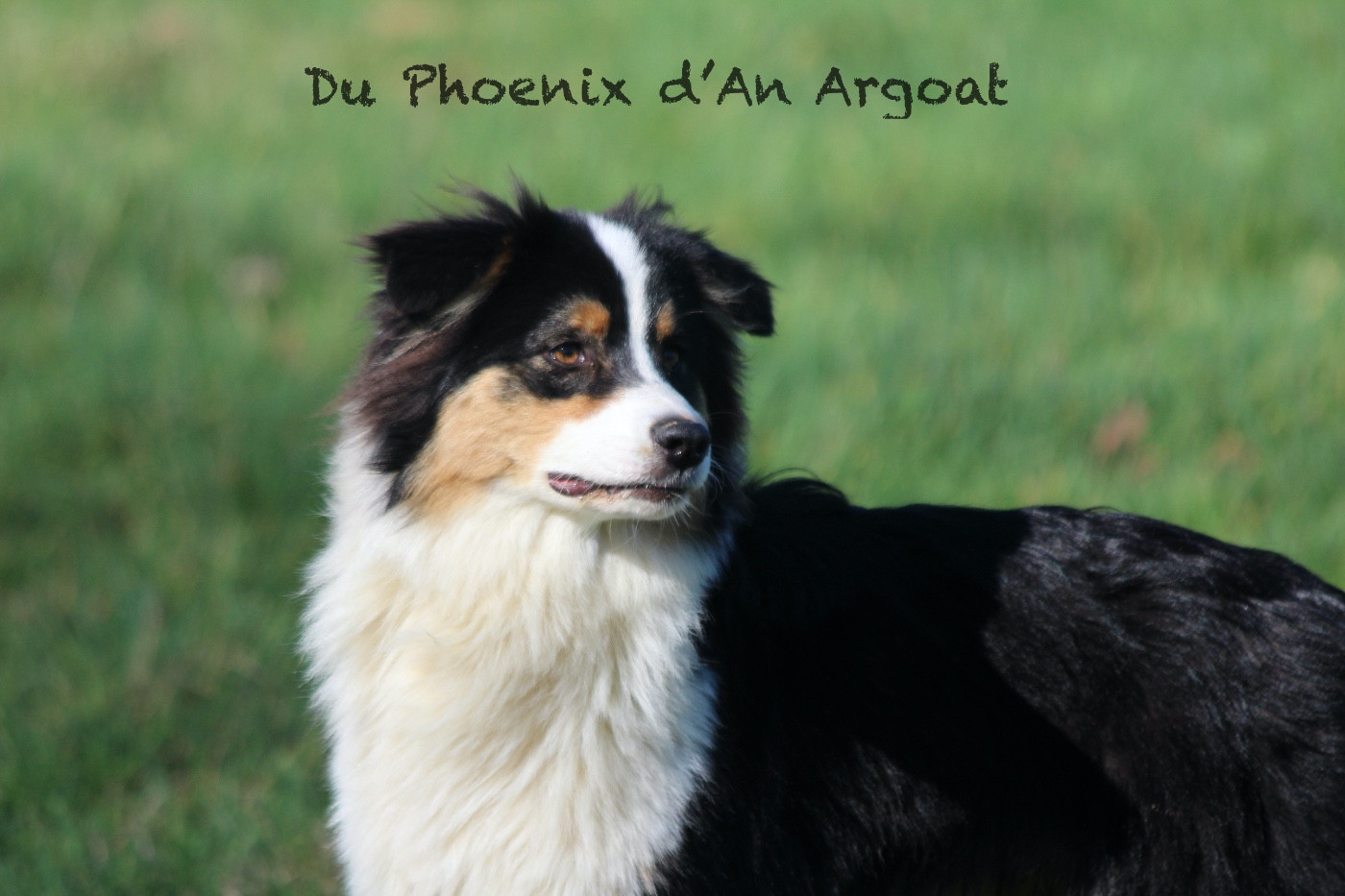 Chiot Berger Australien Du Phoenix D'an Argoat