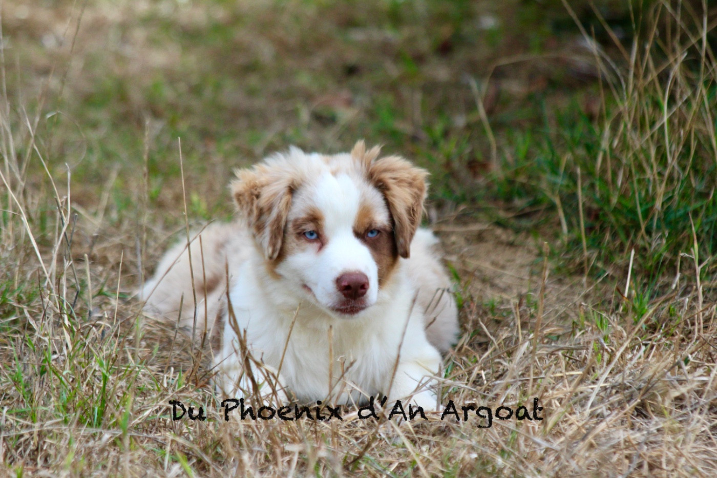 Du Phoenix D'an Argoat - Chiots disponibles - Berger Américain Miniature 