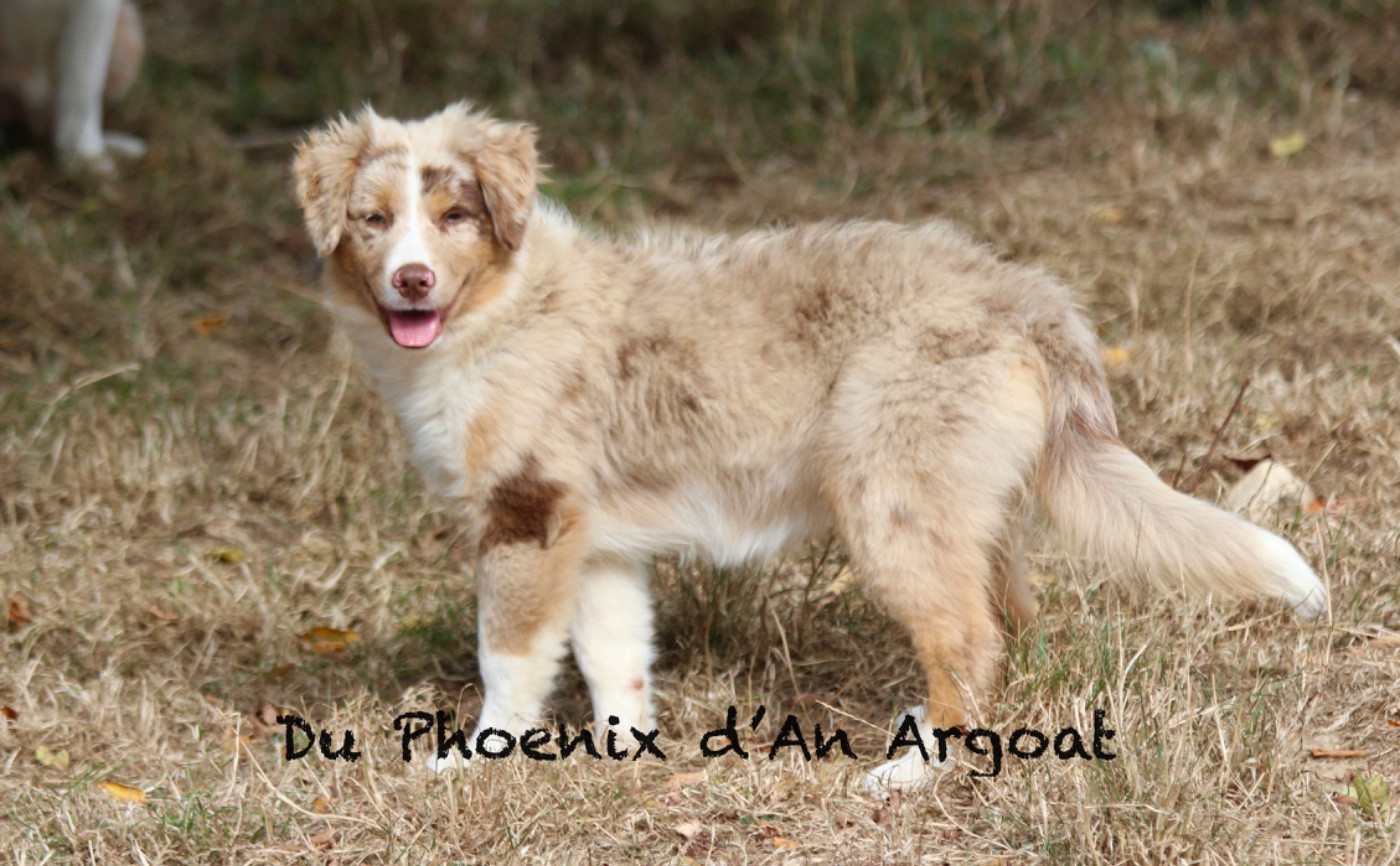 Du Phoenix D'an Argoat - Chiots disponibles - Berger Américain Miniature 