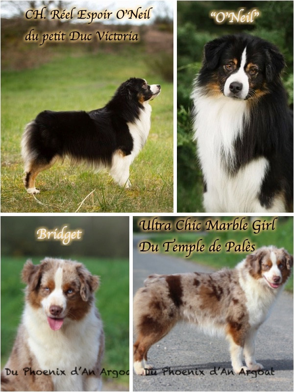 Chiot Berger Américain Miniature  Du Phoenix D'an Argoat