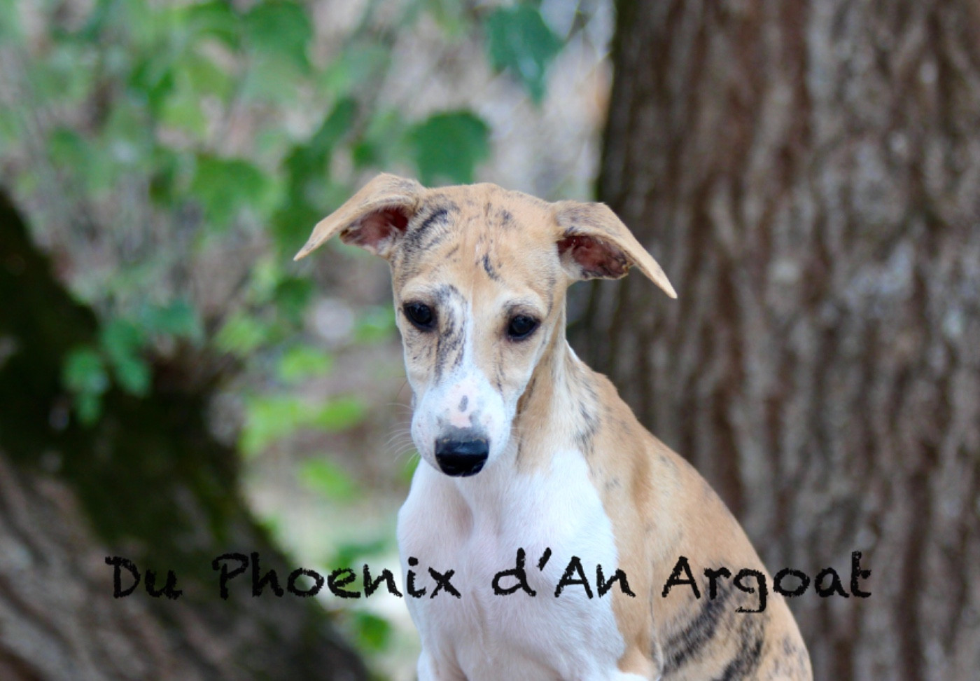 Du Phoenix D'an Argoat - Chiots disponibles - Whippet