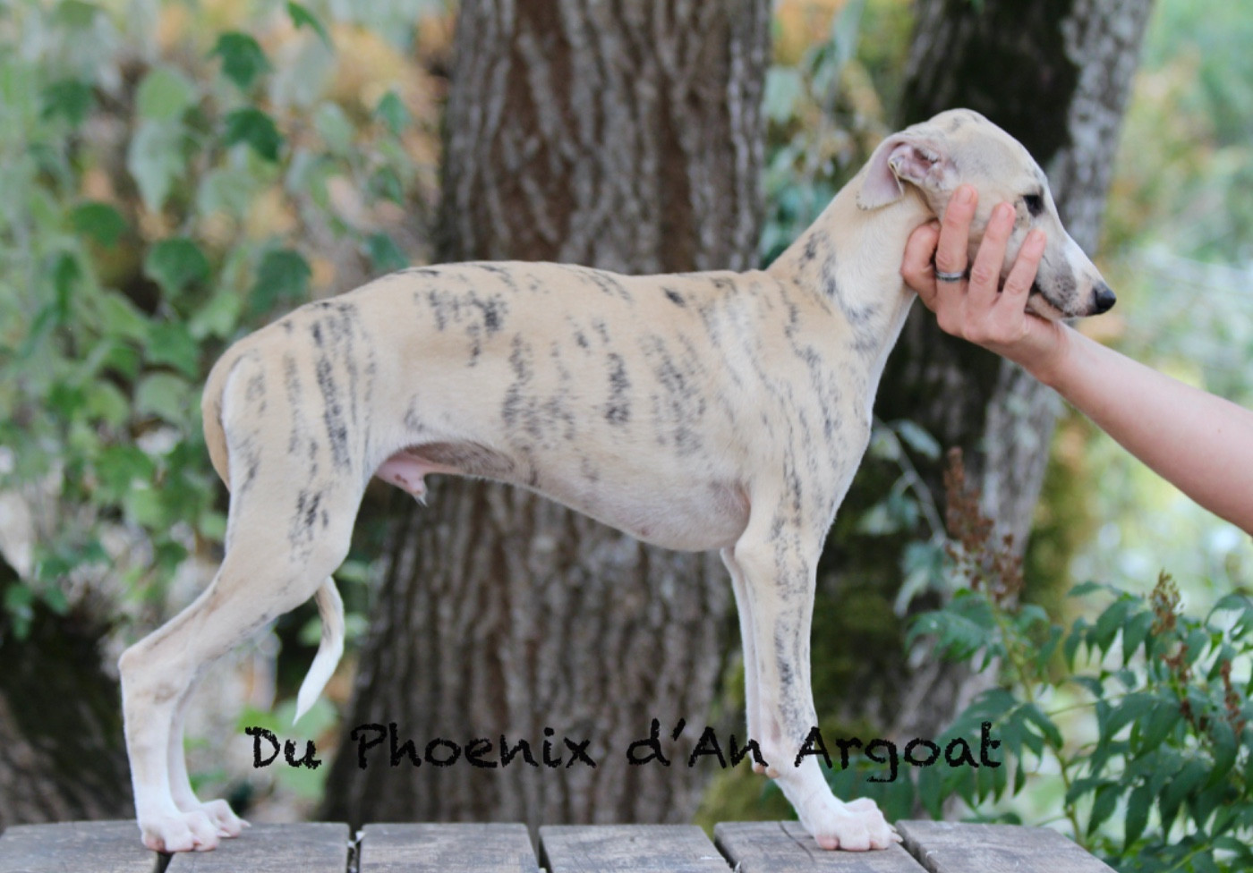 Du Phoenix D'an Argoat - Chiots disponibles - Whippet