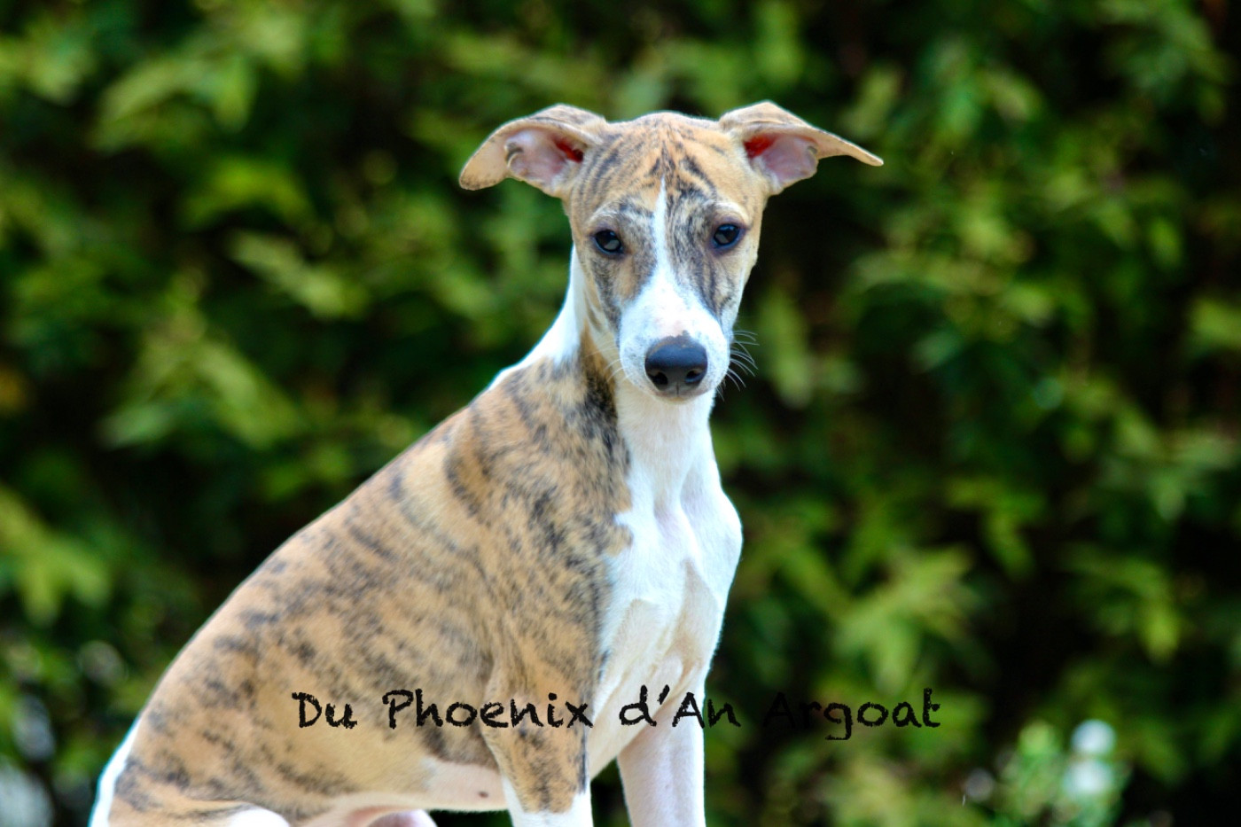 Du Phoenix D'an Argoat - Chiots disponibles - Whippet