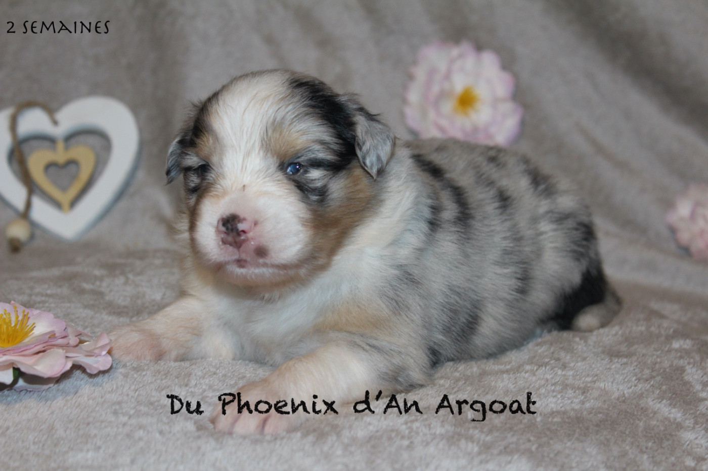 Du Phoenix D'an Argoat - Chiots disponibles - Berger Australien