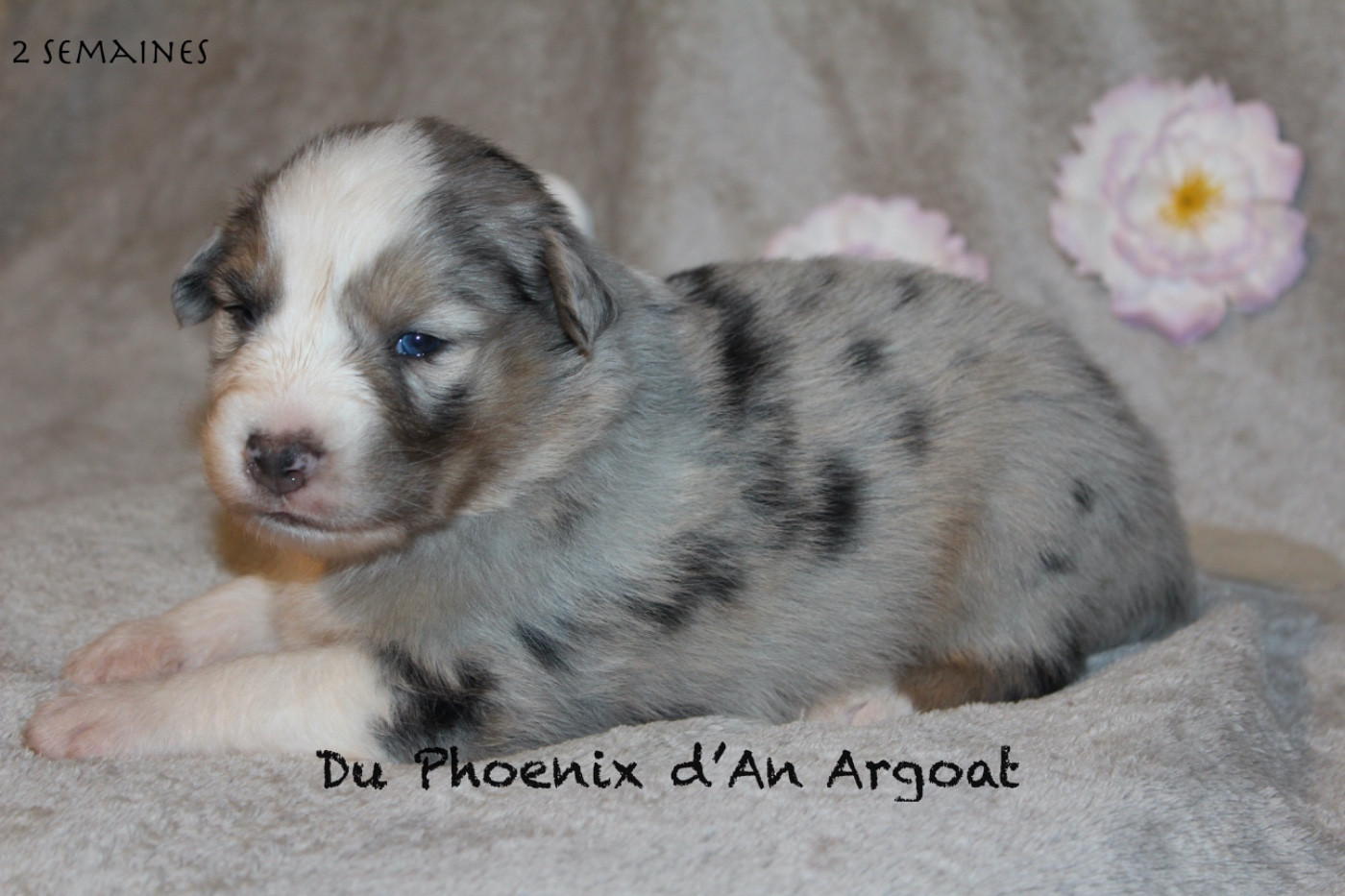 Du Phoenix D'an Argoat - Chiots disponibles - Berger Australien