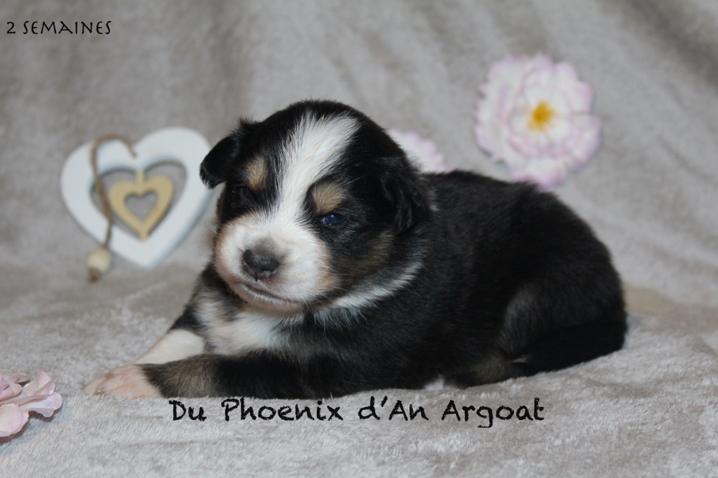 Du Phoenix D'an Argoat - Chiots disponibles - Berger Australien