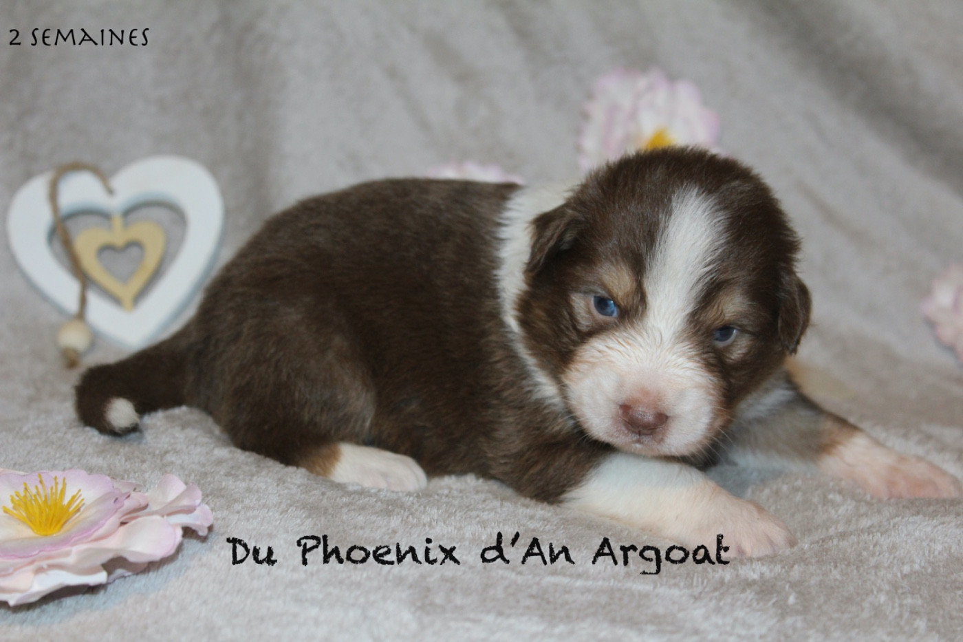 Du Phoenix D'an Argoat - Chiots disponibles - Berger Australien