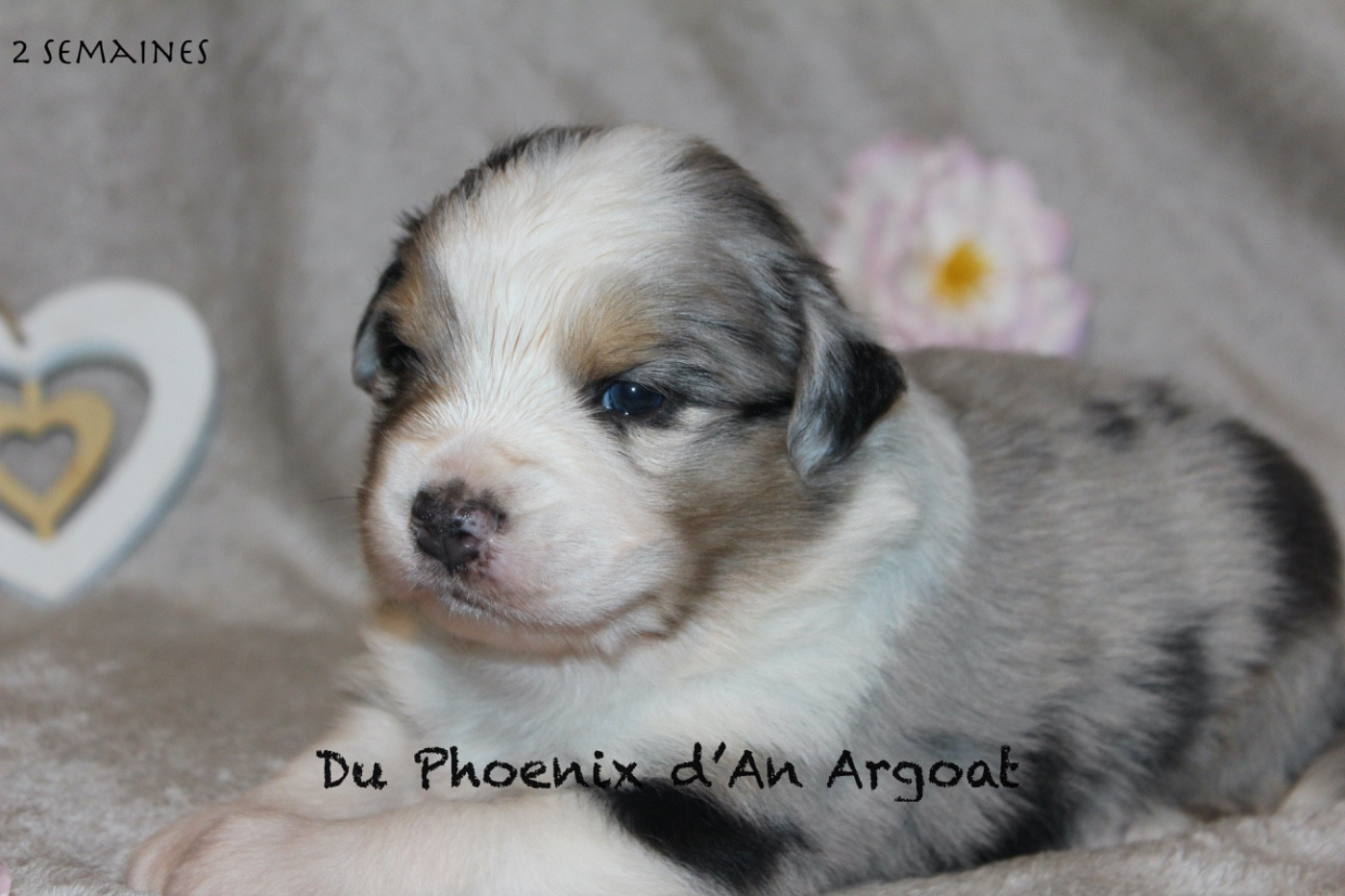 Du Phoenix D'an Argoat - Chiots disponibles - Berger Australien