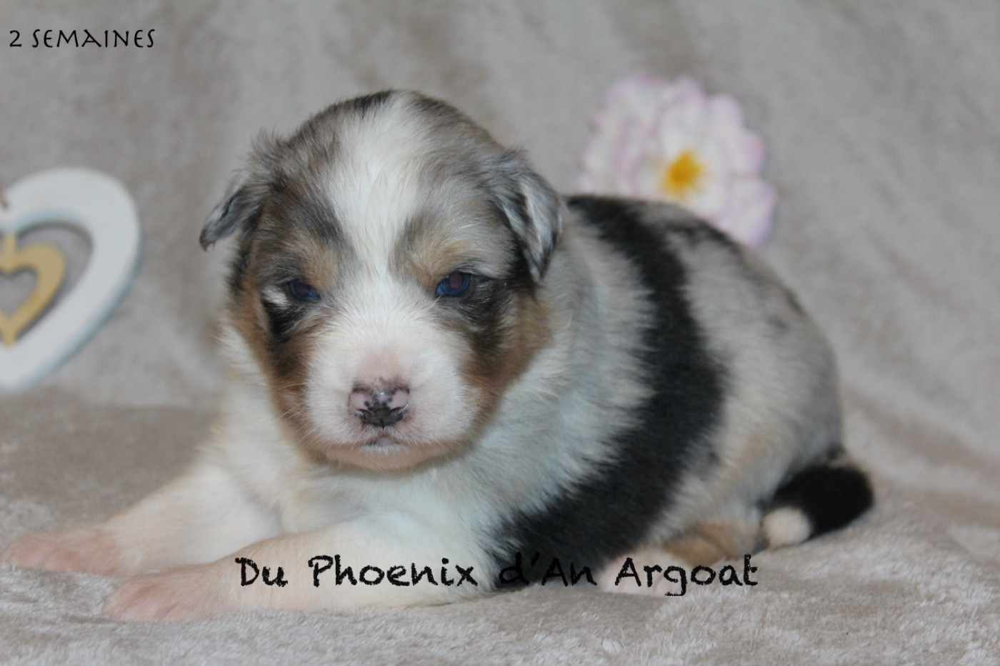 Du Phoenix D'an Argoat - Chiots disponibles - Berger Australien
