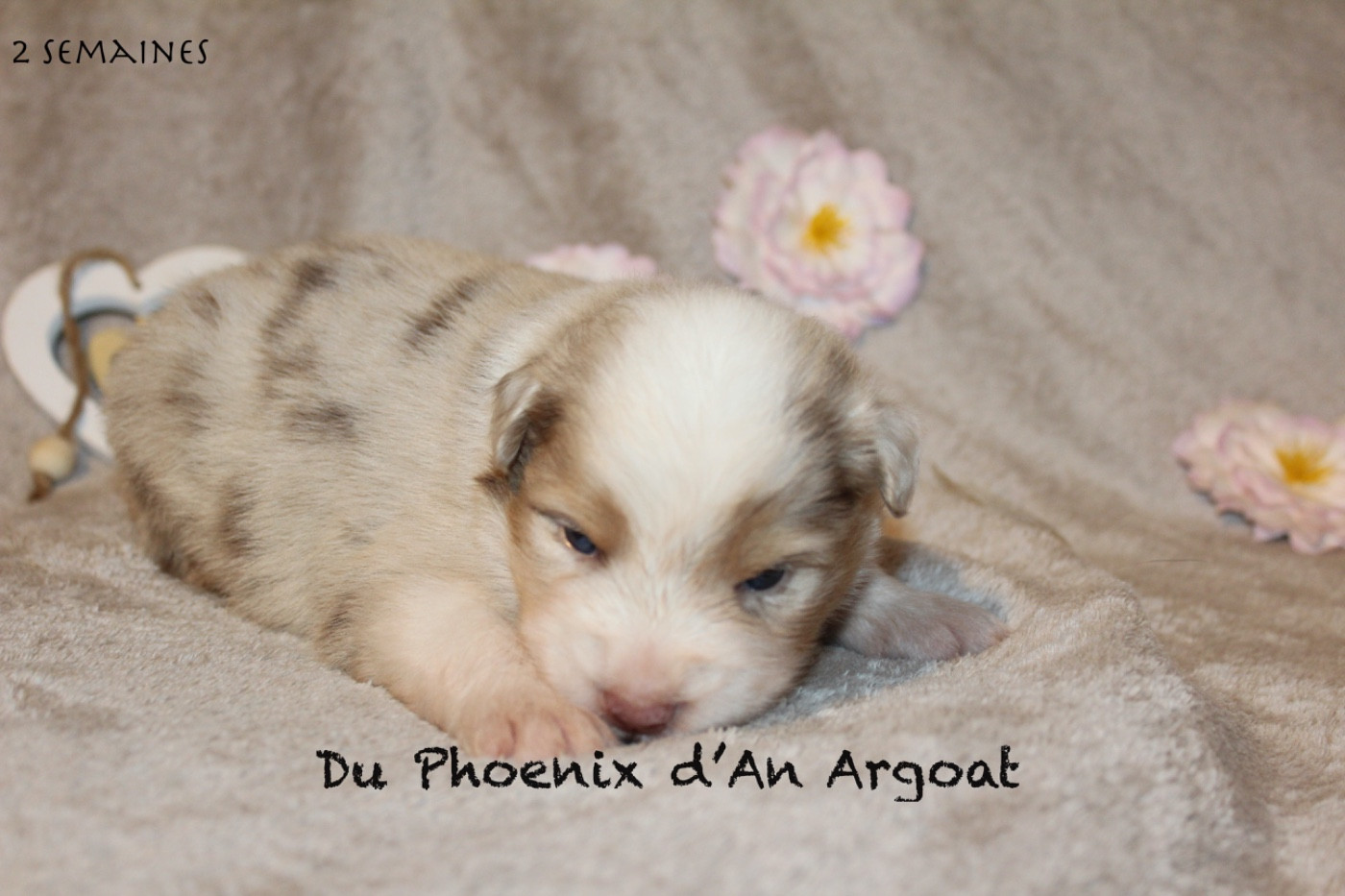 Du Phoenix D'an Argoat - Chiots disponibles - Berger Australien