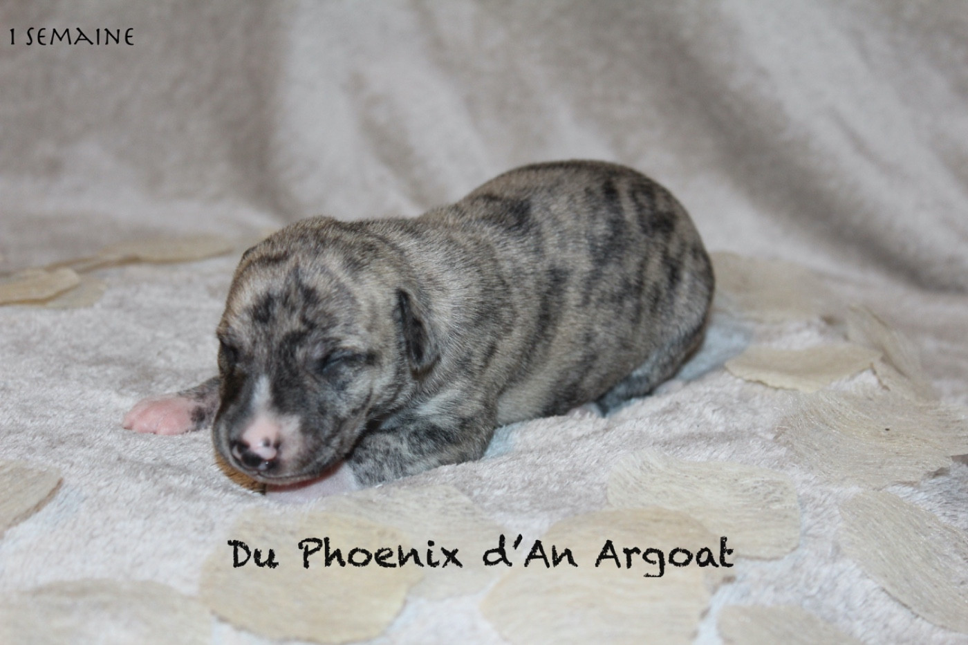 Du Phoenix D'an Argoat - Chiots disponibles - Whippet