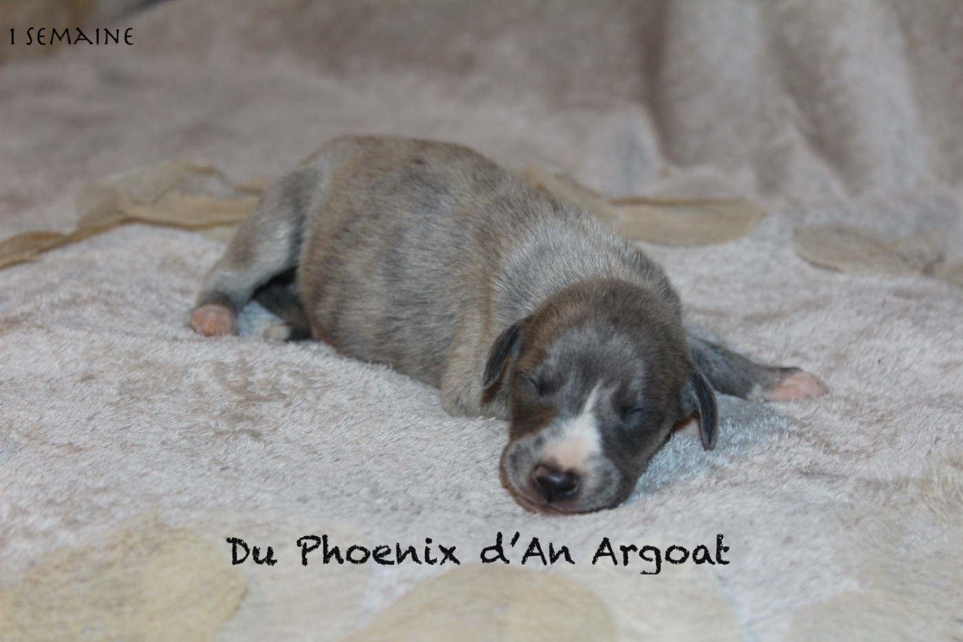 Du Phoenix D'an Argoat - Chiots disponibles - Whippet