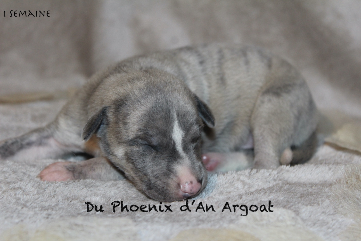 Du Phoenix D'an Argoat - Chiots disponibles - Whippet