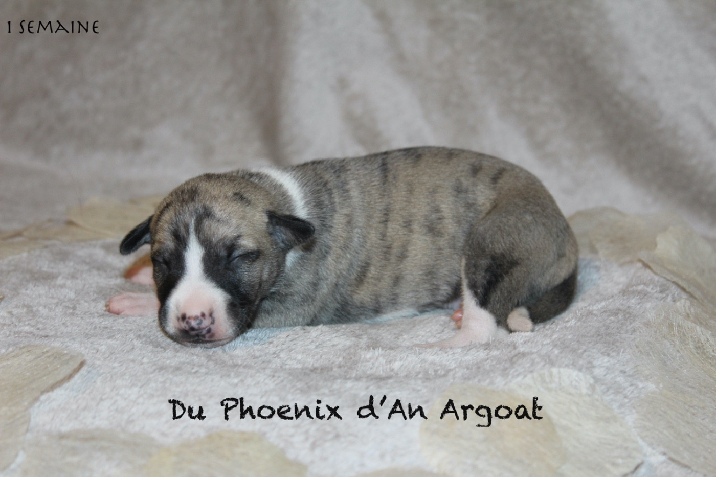 Du Phoenix D'an Argoat - Chiots disponibles - Whippet