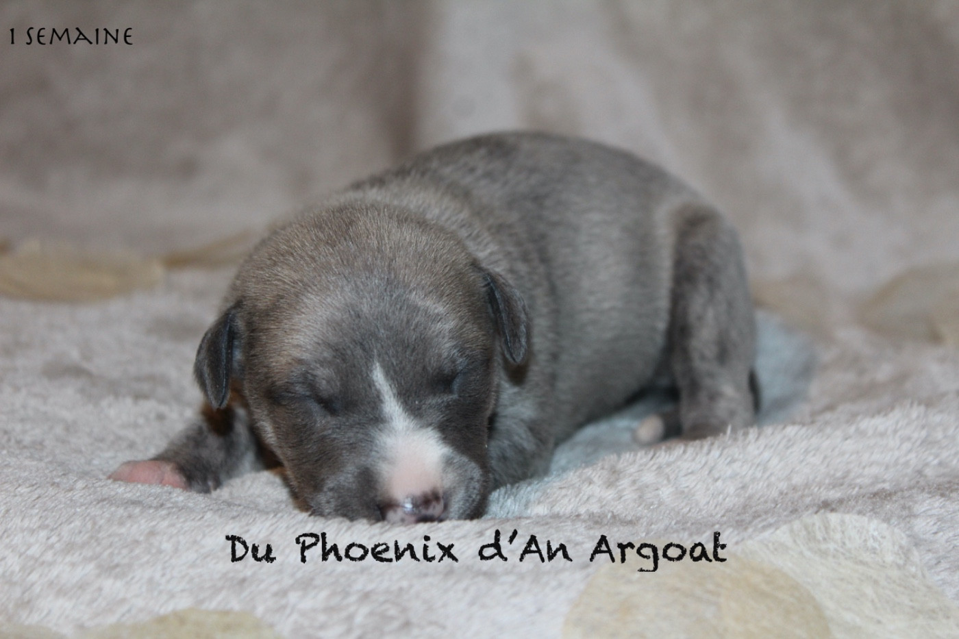 Du Phoenix D'an Argoat - Chiots disponibles - Whippet