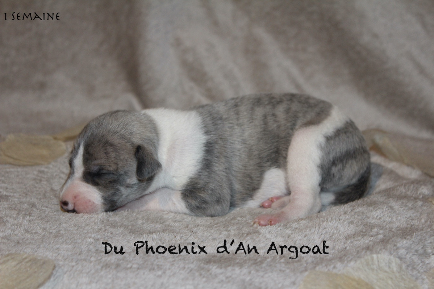 Du Phoenix D'an Argoat - Chiots disponibles - Whippet