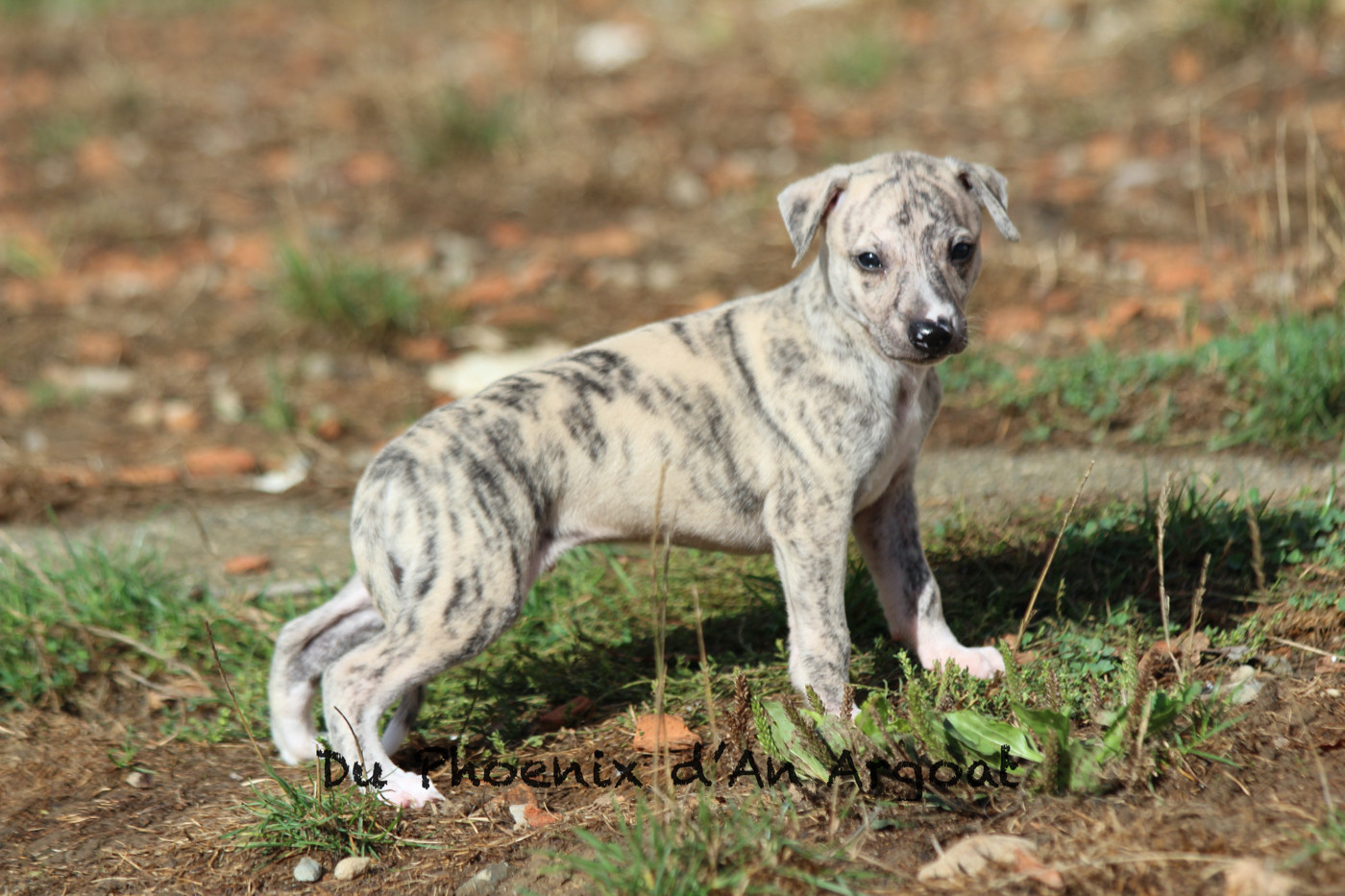 Du Phoenix D'an Argoat - Chiots disponibles - Whippet