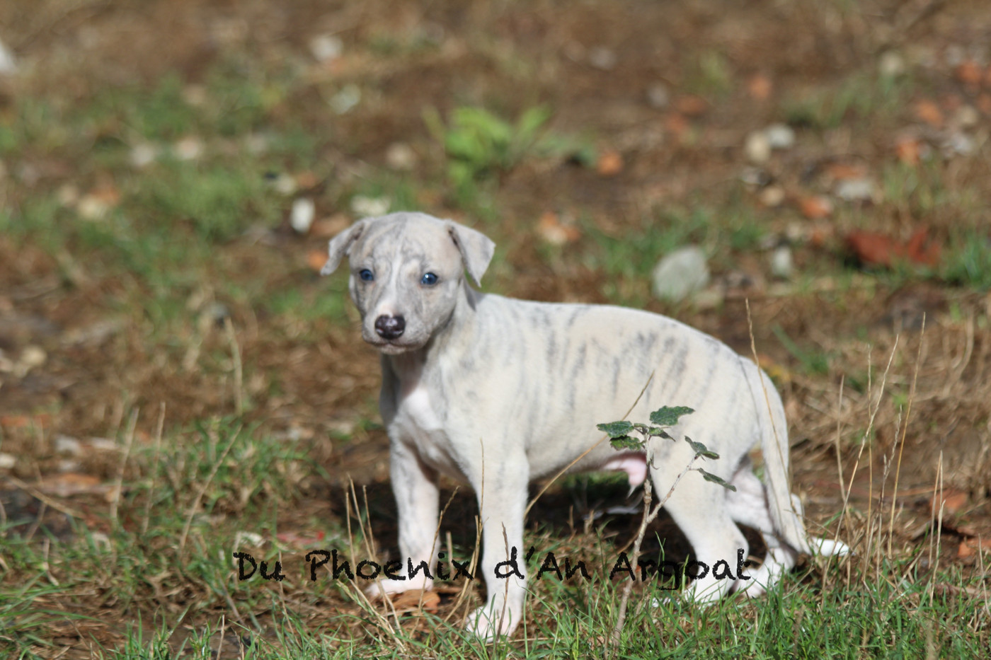 Du Phoenix D'an Argoat - Chiots disponibles - Whippet