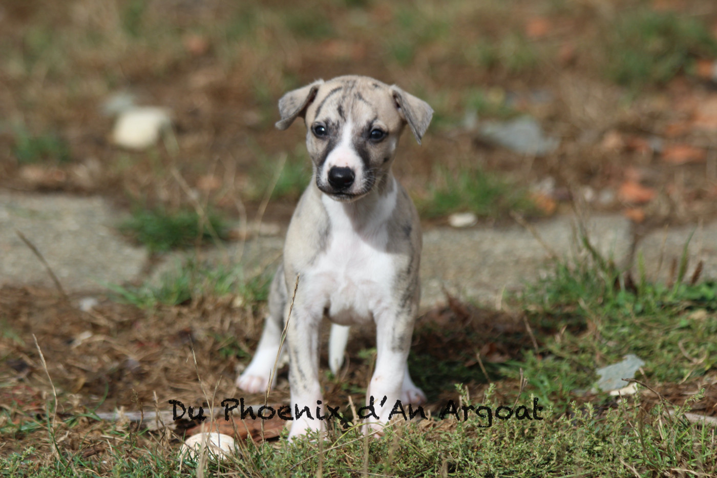 Du Phoenix D'an Argoat - Chiots disponibles - Whippet