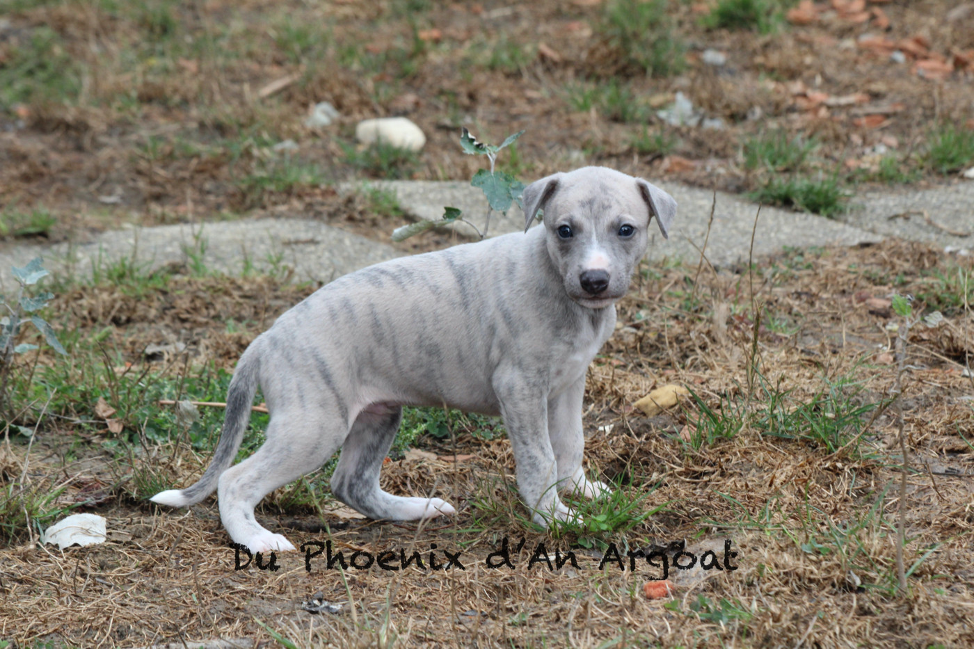 Du Phoenix D'an Argoat - Chiots disponibles - Whippet