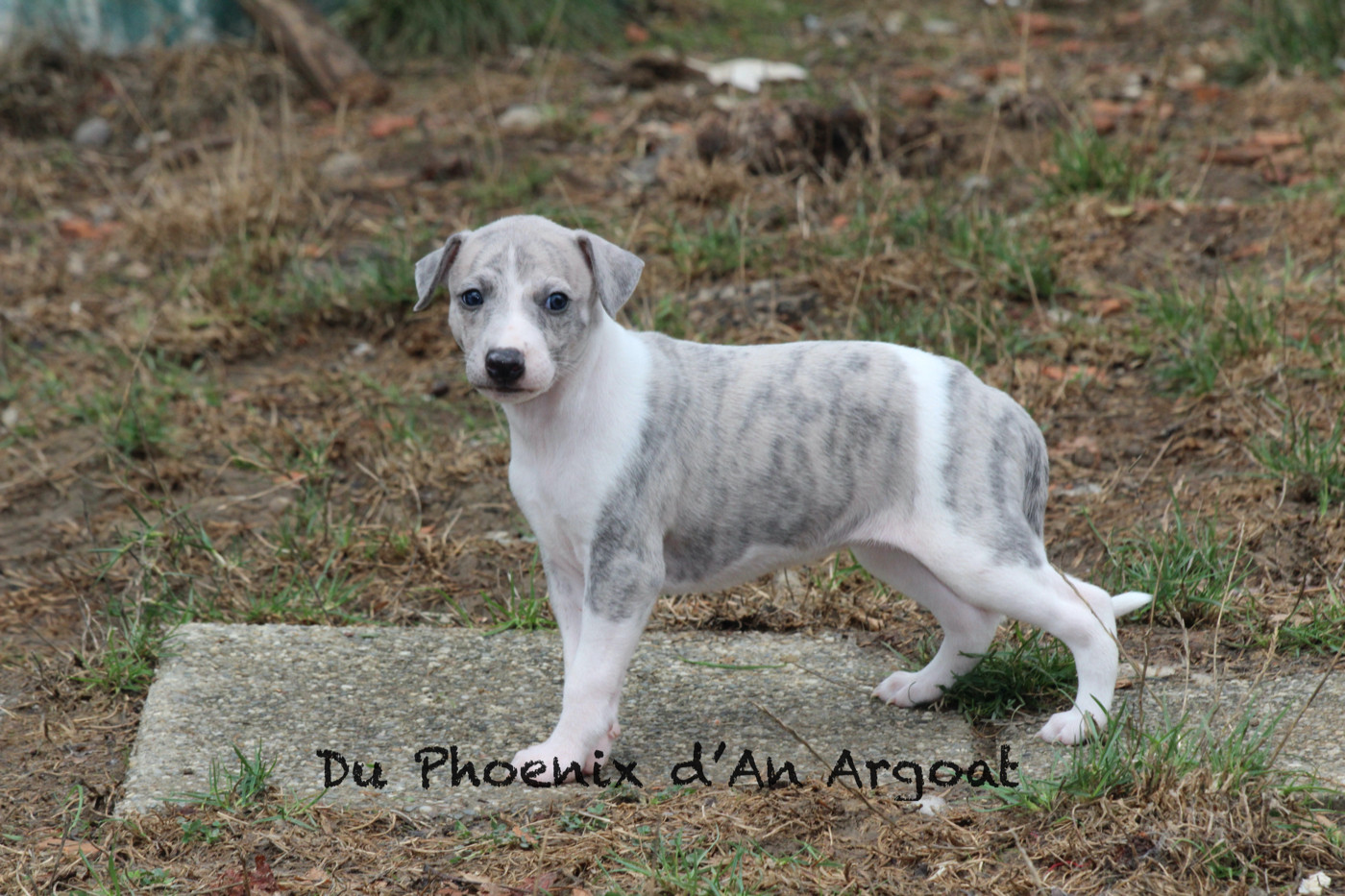 Du Phoenix D'an Argoat - Chiots disponibles - Whippet