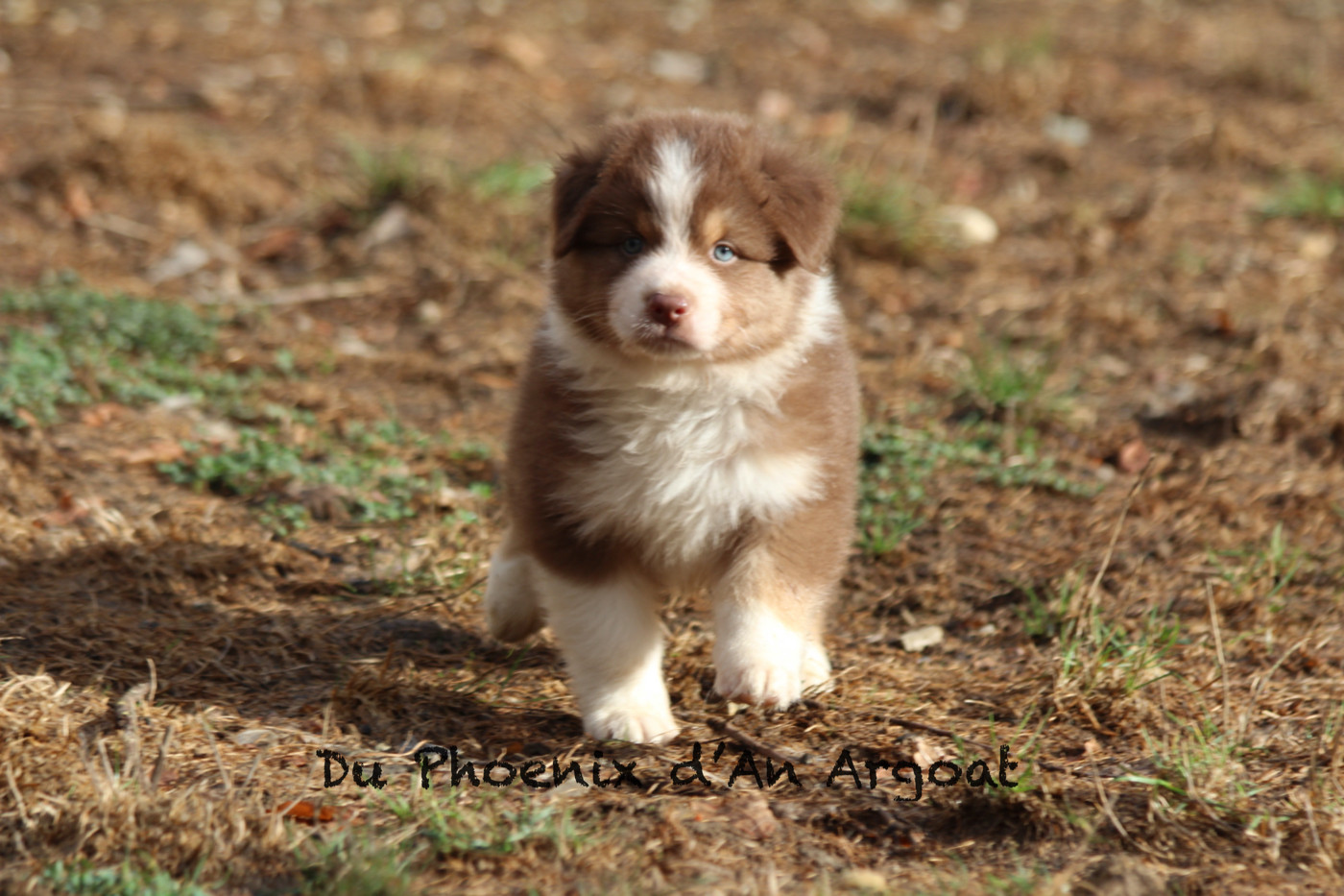 Du Phoenix D'an Argoat - Chiots disponibles - Berger Australien
