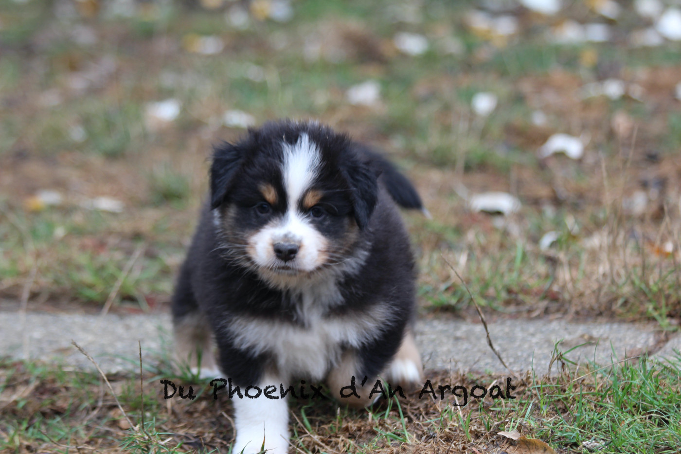 Du Phoenix D'an Argoat - Chiots disponibles - Berger Australien