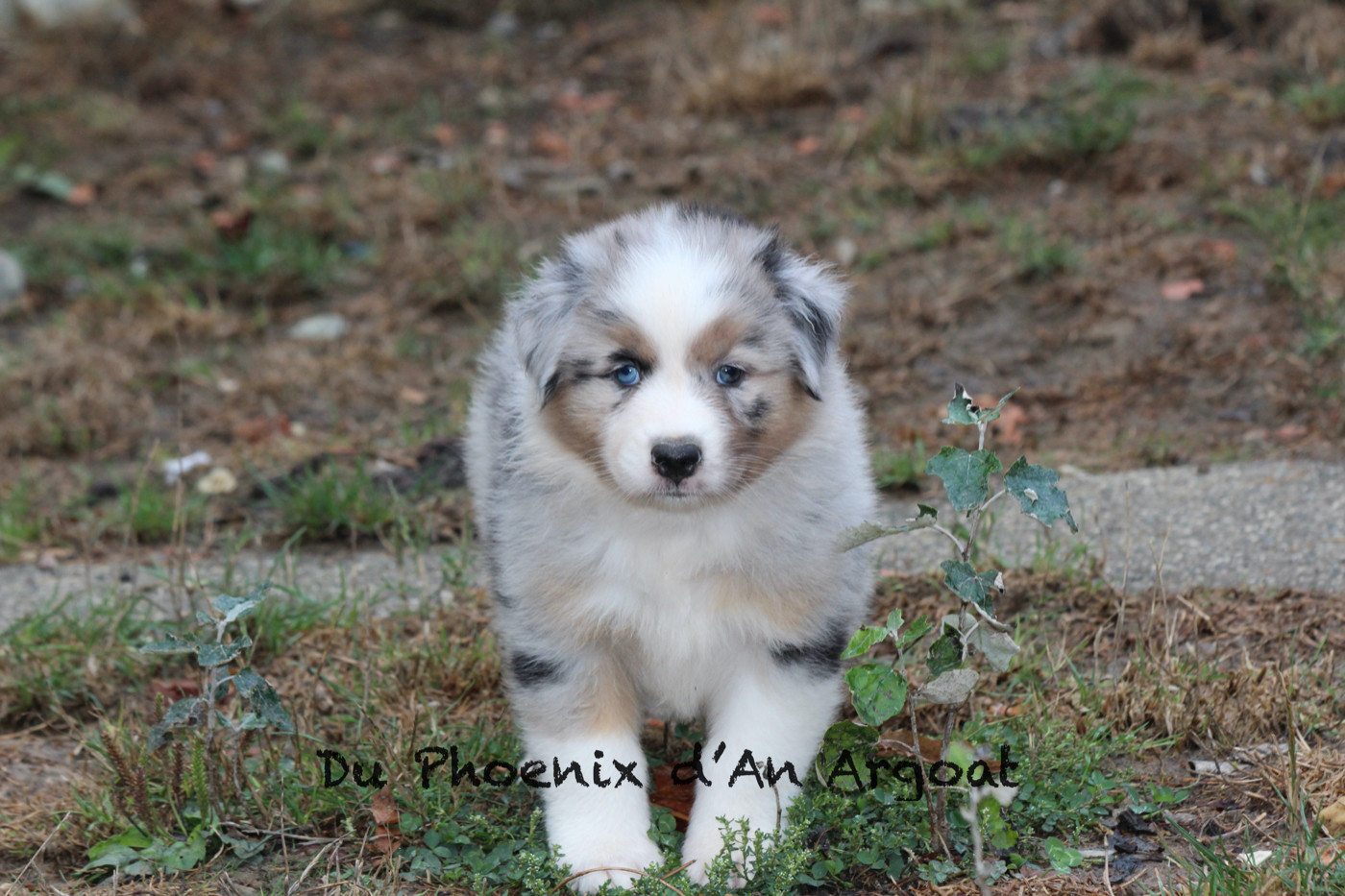 Du Phoenix D'an Argoat - Chiots disponibles - Berger Australien