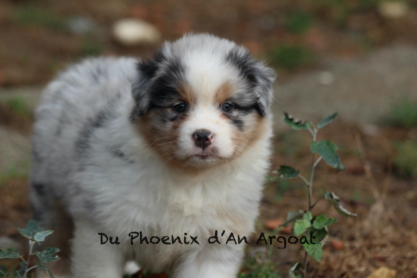 Du Phoenix D'an Argoat - Chiots disponibles - Berger Australien