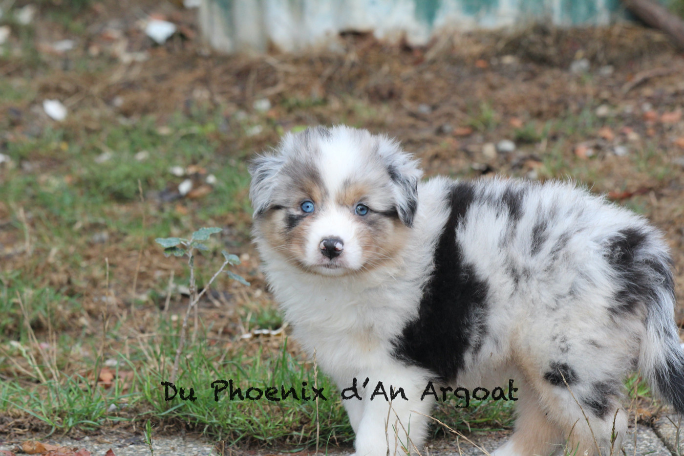 Du Phoenix D'an Argoat - Chiots disponibles - Berger Australien