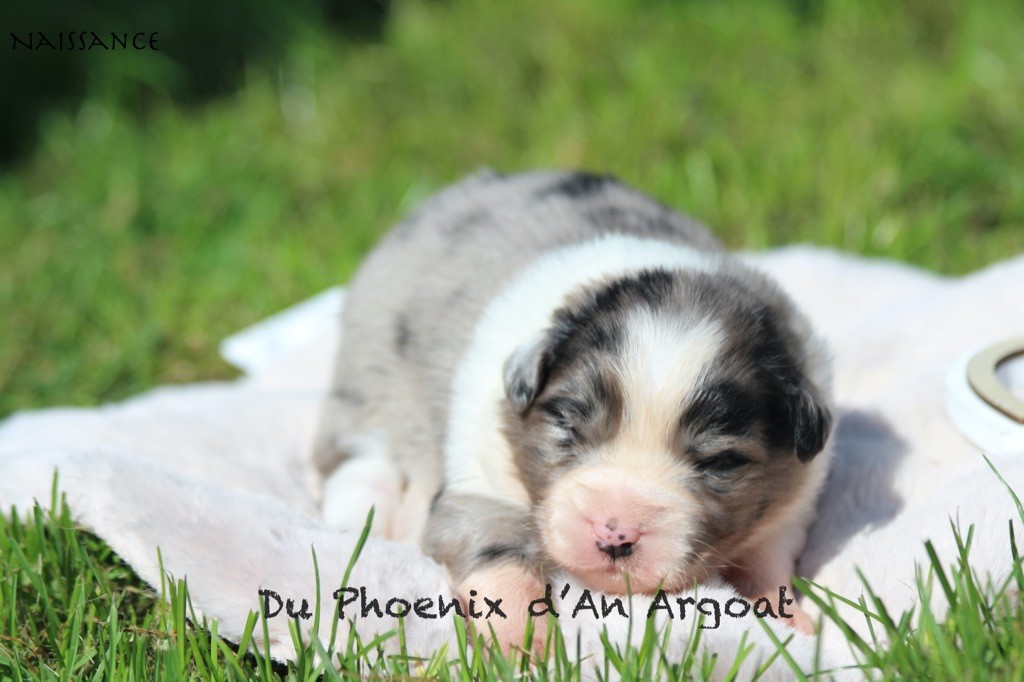 Du Phoenix D'an Argoat - Chiots disponibles - Berger Australien