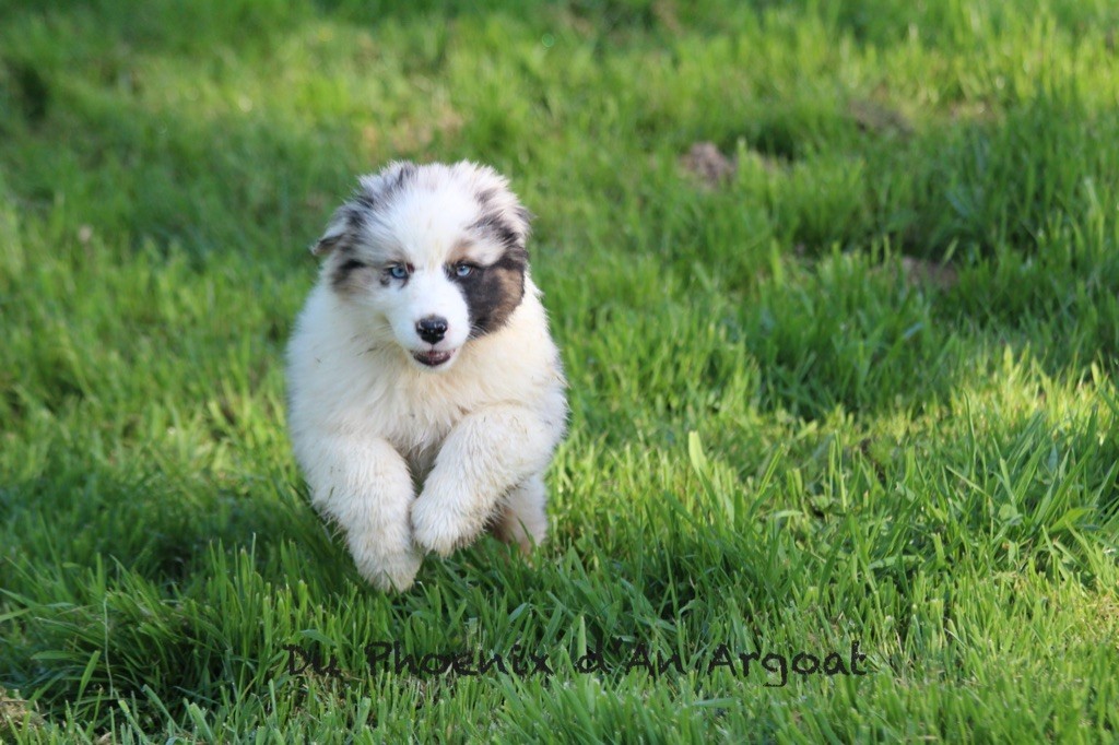 Du Phoenix D'an Argoat - Chiots disponibles - Berger Australien