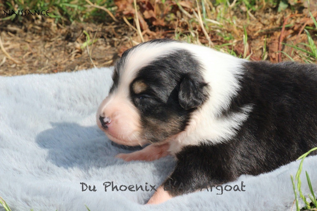 Du Phoenix D'an Argoat - Chiots disponibles - Berger Australien