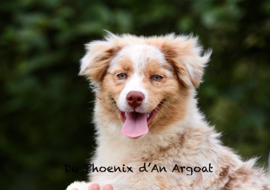 Du Phoenix D'an Argoat - Chiots disponibles - Berger Australien