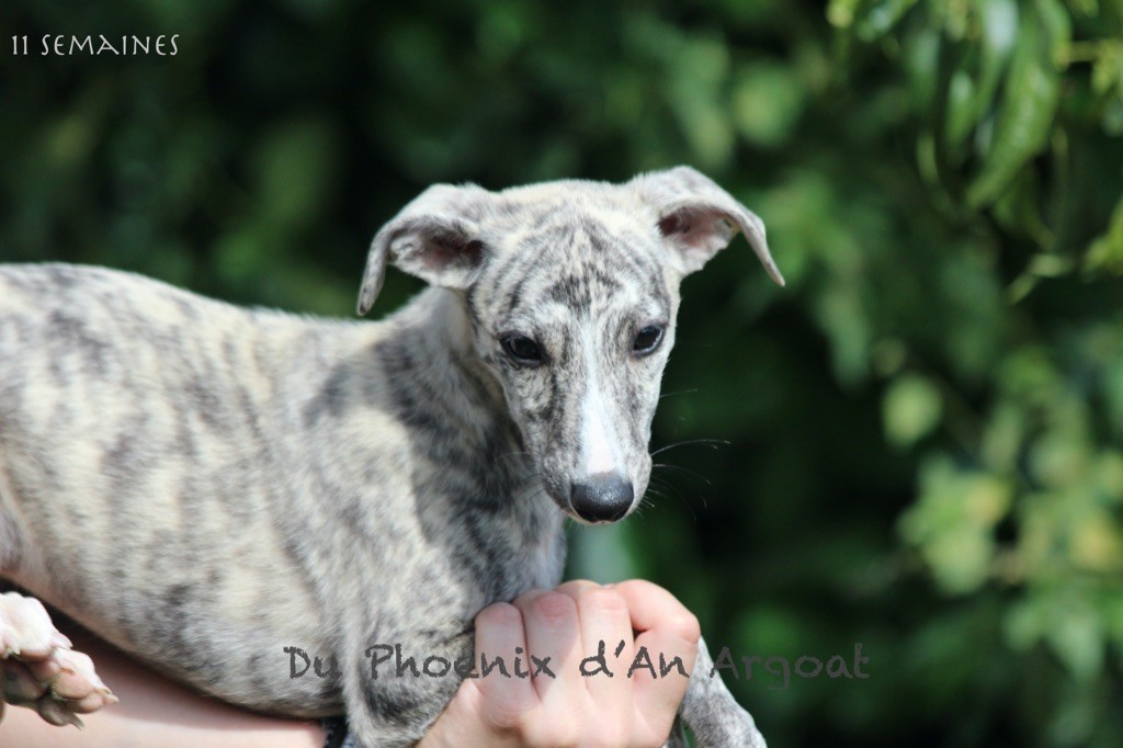Du Phoenix D'an Argoat - Chiots disponibles - Whippet