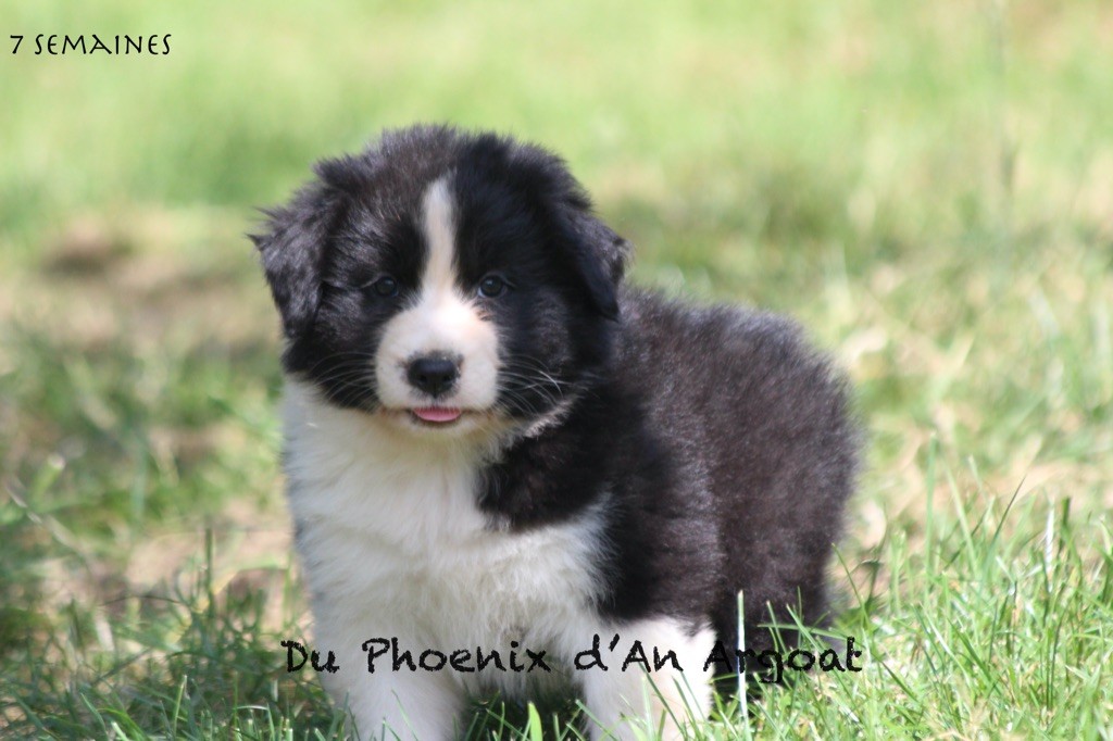 Du Phoenix D'an Argoat - Chiots disponibles - Berger Australien