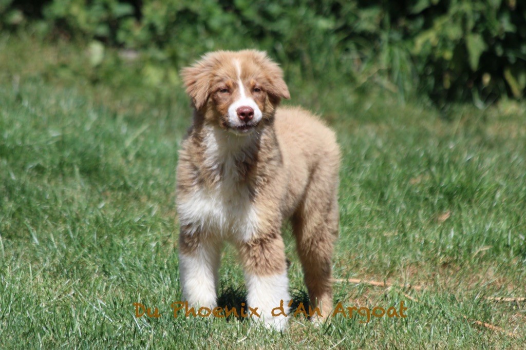 Du Phoenix D'an Argoat - Chiots disponibles - Berger Australien