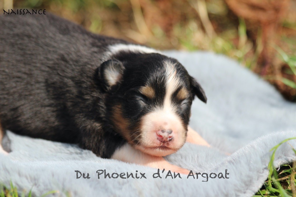 Du Phoenix D'an Argoat - Chiots disponibles - Berger Australien